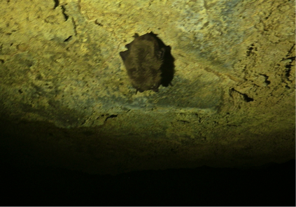 Bat