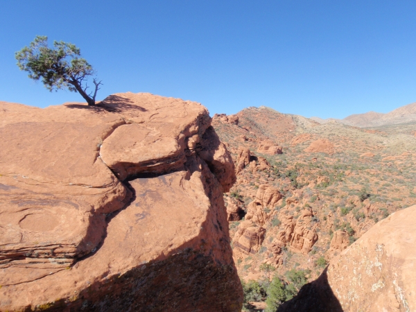 Rock Tree